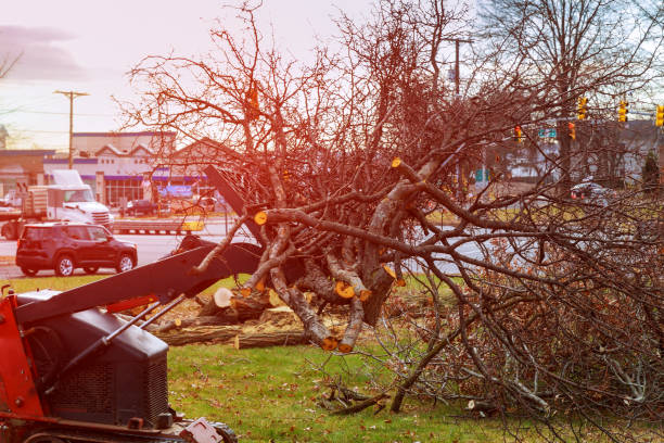 How Our Tree Care Process Works  in  Gibsonville, NC