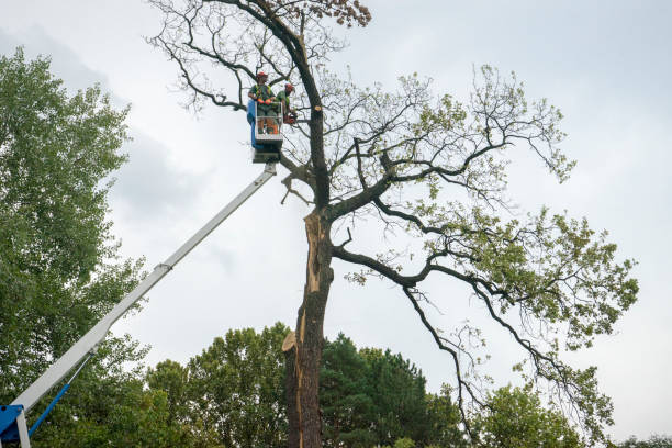 Best Seasonal Cleanup  in Gibsonville, NC